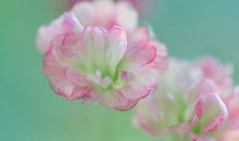 Alex摩羯座一周运势（3.5-3.11）