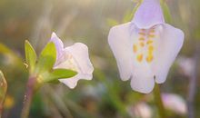 适当做朋友不适合交往的星座女