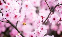 桃花犯主——紫贪同宫