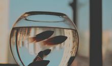 海百合2017年11月星座运势