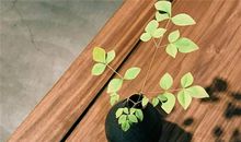 Eskey双子座一周运势（5.28-6.3）