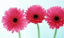 柒爸金牛座一周运势（5.28-6.3）