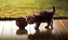 乐城2013年8月星座运程