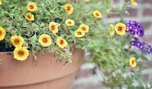 莫小奇2018年3月摩羯座运势