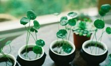 雪莱2017年10月星座运势