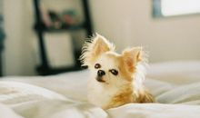 寂多蔓生2017年11月狮子座运势