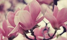 小乖麻根登卓玛2013年11月天秤座运势