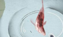 金牛座的幸运花是紫罗兰