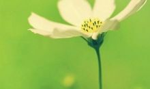 小乖麻根登卓玛2013年11月狮子座运势