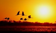 何谓「十八飞星」?