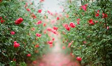 Eskey2014年2月星座运势