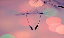 如萱占卜2014年11月狮子座运势