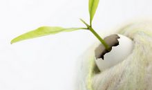 紫微健康开运法