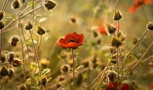 天秤座一定要懂的心理效应