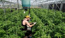 2018年5月狮子座会转运吗？什么运最好