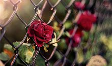 金牛座一定要懂的心理效应