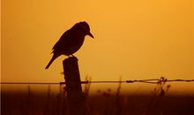 狮子座一定要懂的心理效应