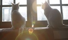 Jupiter 双鱼座2014年运势