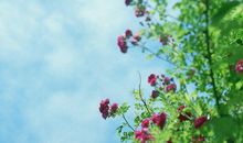 柒爸2016年11月双子座运势