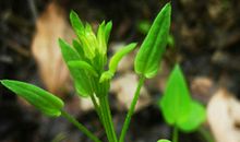 女孩最喜欢哪个星座的坏男人