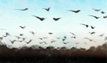 属虎人遇见碰瓷的都会怎样解决