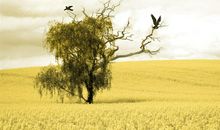 紫薇斗数里的经典狠角色----破碎