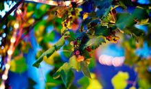 凰洛2018年2月摩羯座运势