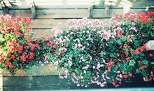 凰洛2018年2月白羊座运势