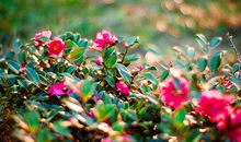 凰洛2018年2月射手座运势