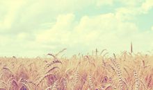 紫微斗数预测买房的实例