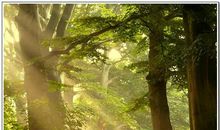 紫薇斗数预测失物与应期经典案例