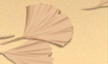 处女座的留学态度