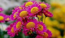 紫微十四主星本周运势（6月9日—6月15日）