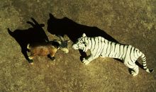 紫微投资看你是虎还是羊