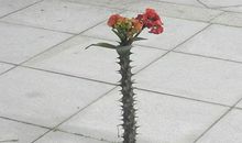 八字看恋爱成功的机率