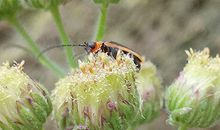 这类八字的人心地善良乐善好施