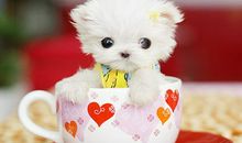 Alex处女座2018年9月运势