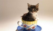 Alex狮子座2018年9月运势