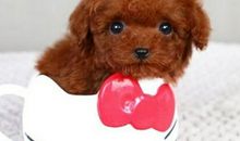 Alex巨蟹座2018年9月运势