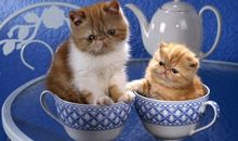 Alex摩羯座2018年9月运势