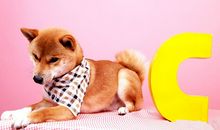 小乖麻根登卓玛2013年4月双鱼座运势