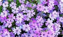 小乖麻根登卓玛2013年3月双子座运势