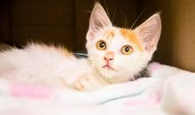 猫石对话每日运势2014年2月12日