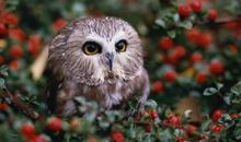 Eskey天秤座一周运势（8.20-8.26）