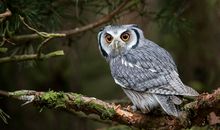 Eskey巨蟹座一周运势（8.20-8.26）