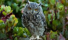 Eskey处女座一周运势（8.20-8.26）