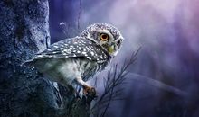 Eskey射手座一周运势（8.20-8.26）