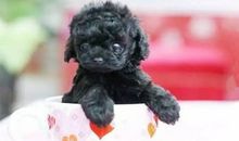 Alex射手座2018年9月运势