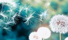 Pandora占星小巫12月星座运势