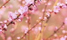 星座初夏力拒烂桃花